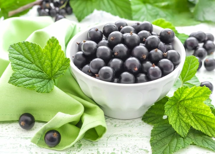 Черная смородина - Agrobiz.net